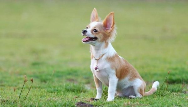 亦丰策略 解析吉娃娃犬的性格特征