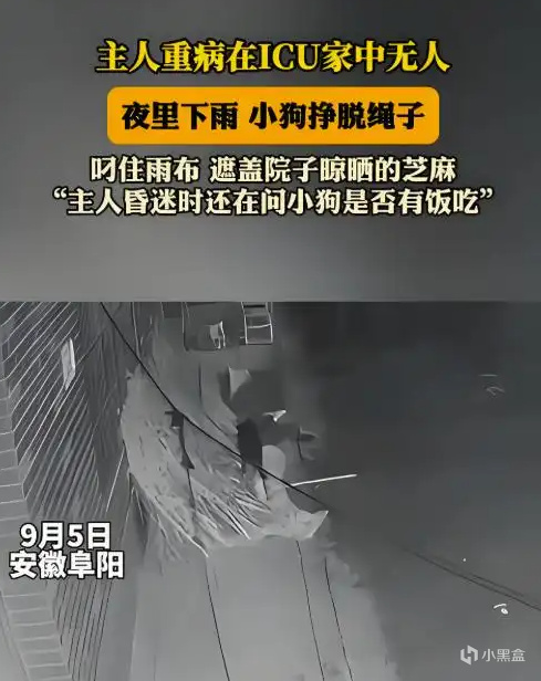 天盈资本配资 阜阳一小狗下雨天挣脱绳子、叼来雨布遮盖芝麻，期间主人在住院